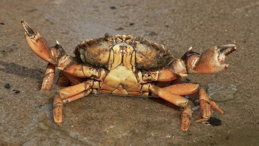 La carapace des crabes pour concevoir les futures batteries